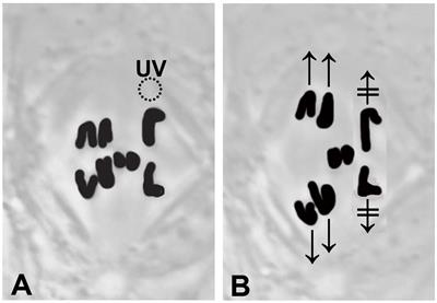 Elastic Tethers Between Separating Anaphase Chromosomes Regulate the Poleward Speeds of the Attached Chromosomes in Crane-Fly Spermatocytes